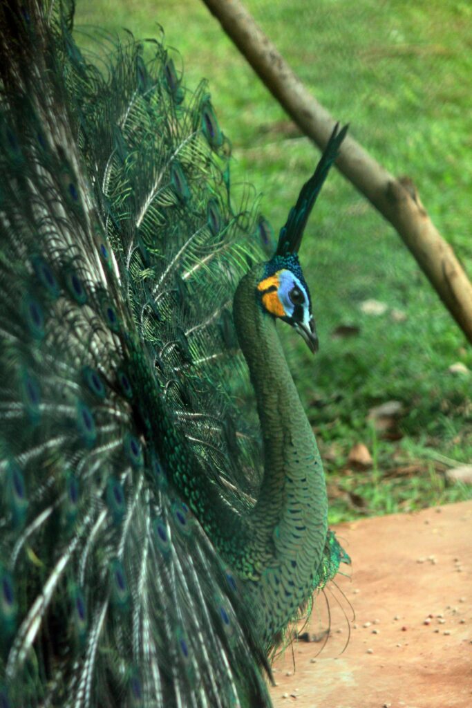 peacock